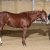 OEM AQHA 2008